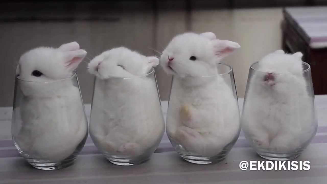 Cute rabbits || Rabbits Lovers