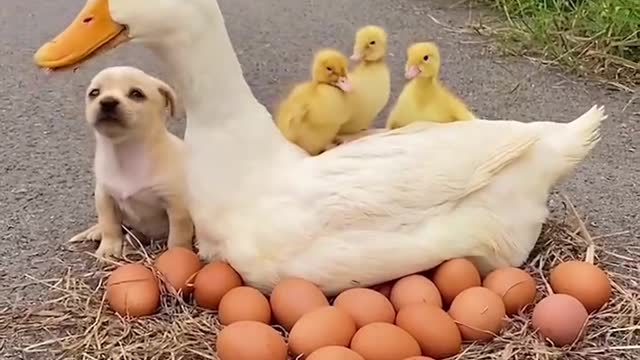 Pet dogs and ducklings