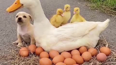 Pet dogs and ducklings