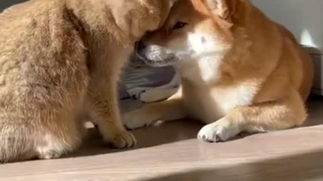 Kitten Kissed the Shiba || Short Clip Viral || Friendship Story || Lesson for Humans