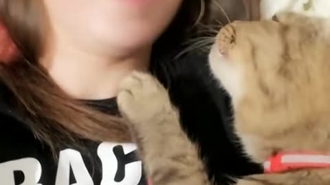 Kitty Can’t Get Enough Kisses || Petopia