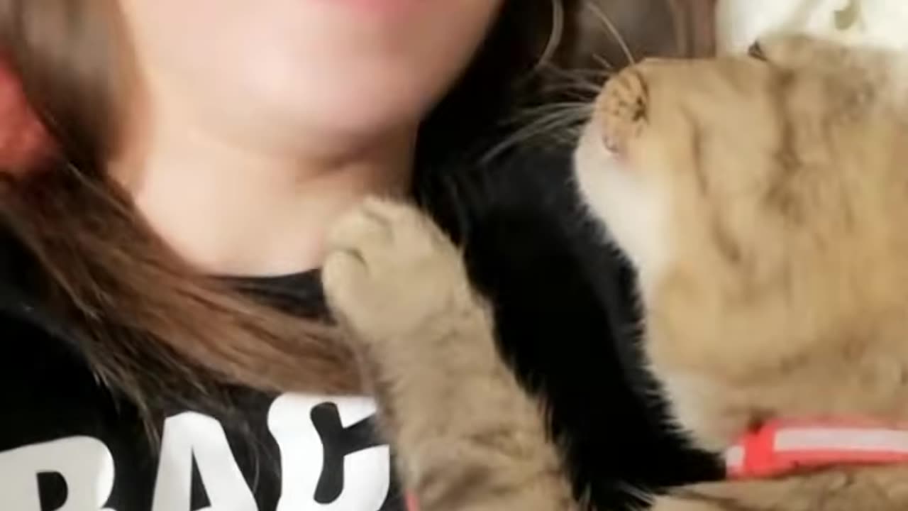 Kitty Can’t Get Enough Kisses || Petopia