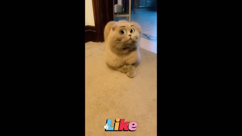 Funny_cat