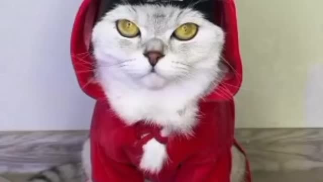 Funniest Cats Videos 🐱 Part 23