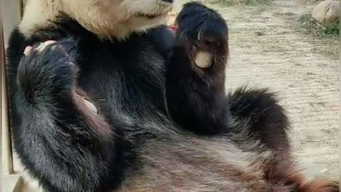 Panda enjoys a snack🐼🍎