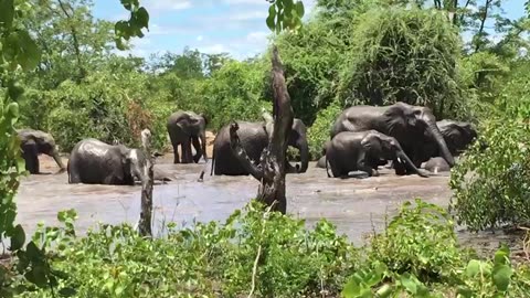 Graceful Giants In River Oasis