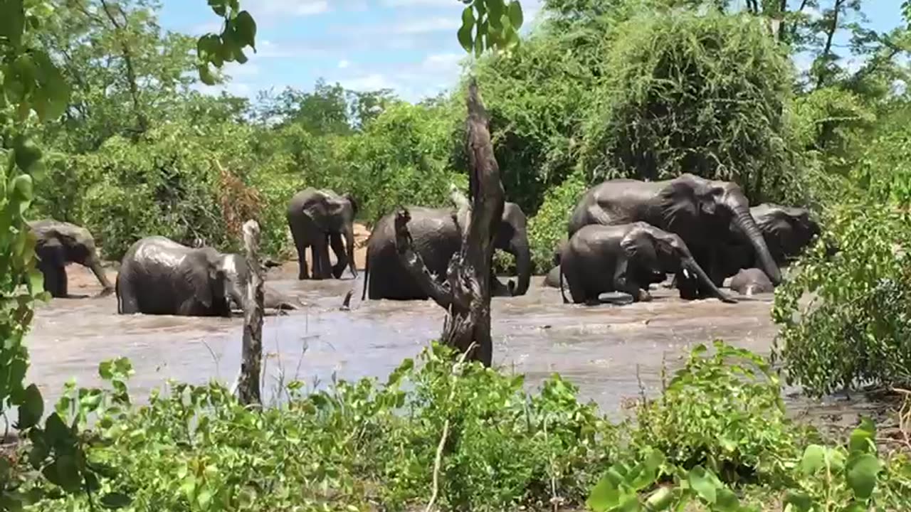 Graceful Giants In River Oasis