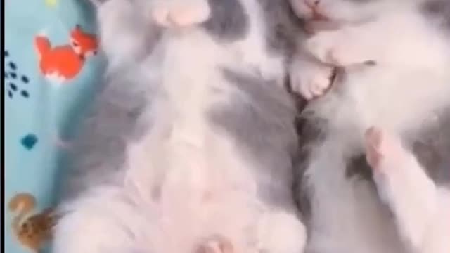 Funny Animal's Video | Animal's Videos Dog & Cats for Kids 2021 | Funny Animal's Life | English