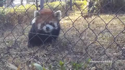 Cute Red Panda