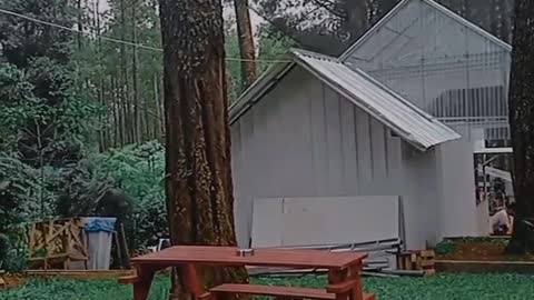 Cafe in the middle of pine trees