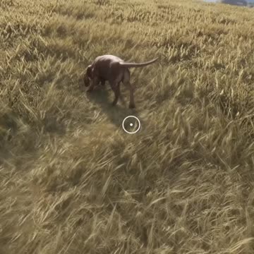 Dogs Gone CRAZY!!! Hunter Call of the Wild