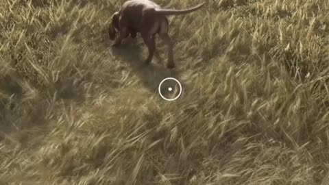 Dogs Gone CRAZY!!! Hunter Call of the Wild