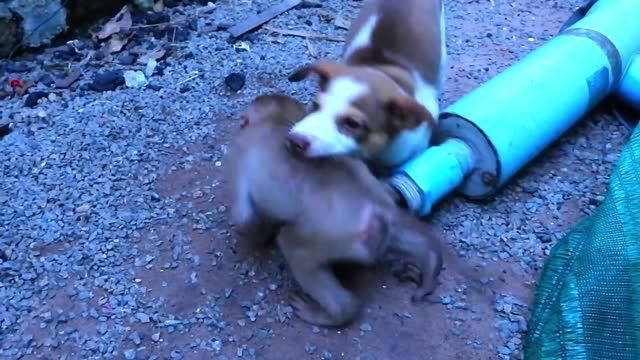 Sweet Dog Tries to Help Baby Monkey Stuck in a Pipe