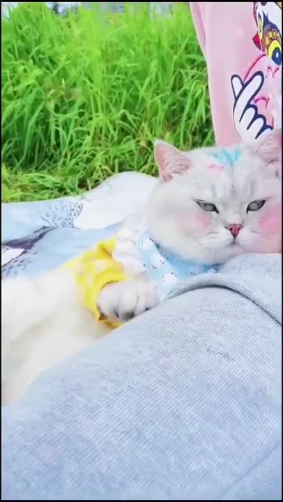 #loves #pettoys #clever #animals #happy #funny #cute #tiktok #small #girls #dolphins #peacocks