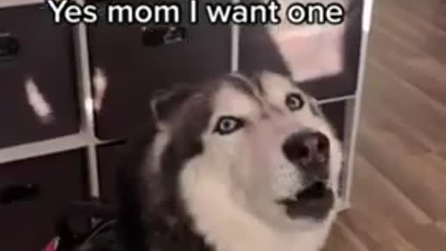 Funny and Cute DOG Videos Compilation,🐕🐕_567_#shorts