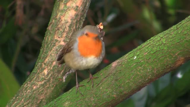 Robin Pássaro Redbreast Vida Selvagem Animal