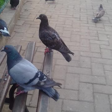 alimentando os pombos na praça pt5