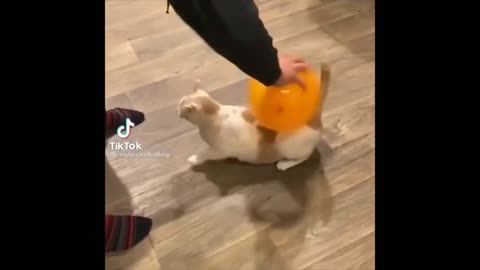 Funny Cat Videos