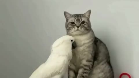 Cat and white parrot