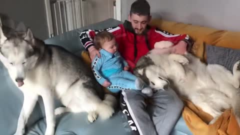 Husky Accidentally Hurts a baby and feels sorry and does everything to make everything right!!!