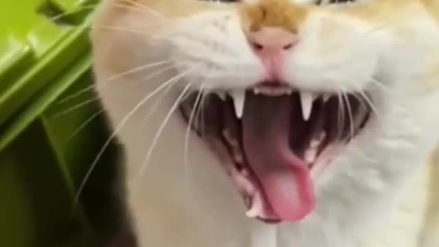 Tiny Cat Funny Video😀| Funny Cat Video