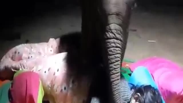 I also want to sleep... 🤣🐘 #fun #animals #elephant #streetfood