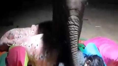 I also want to sleep... 🤣🐘 #fun #animals #elephant #streetfood