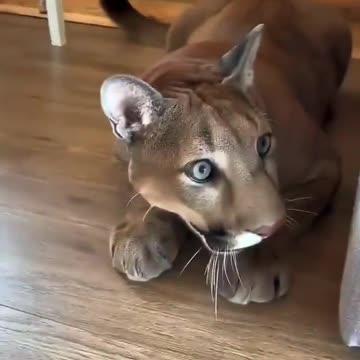 Panther eager to play