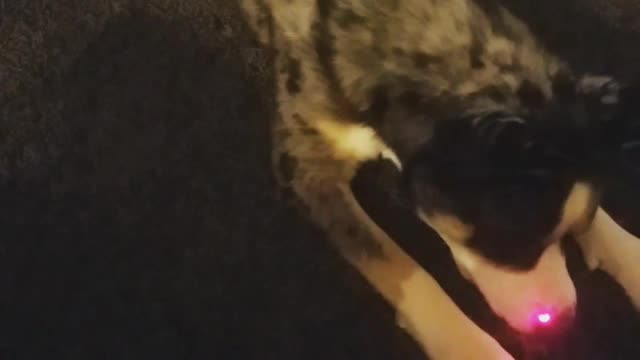 Husky chasing laser floor
