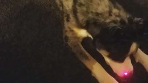 Husky chasing laser floor