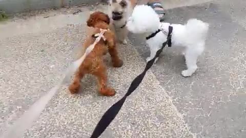 Dogs showing interest in other dogs