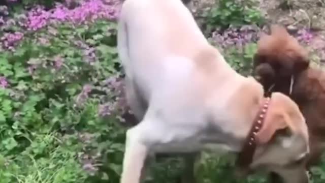 my animal comedy