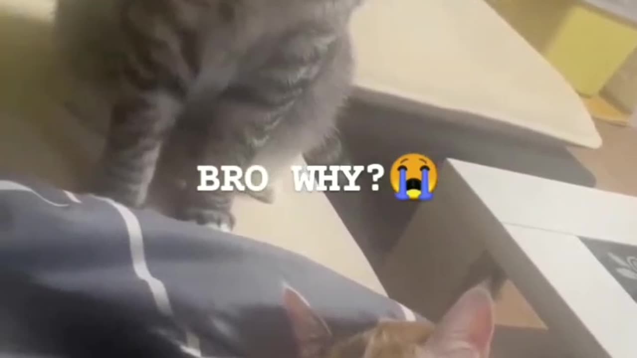 Funny cat dog animal videos on Instagram Tiktok #memes #funnyanimals #مضحك