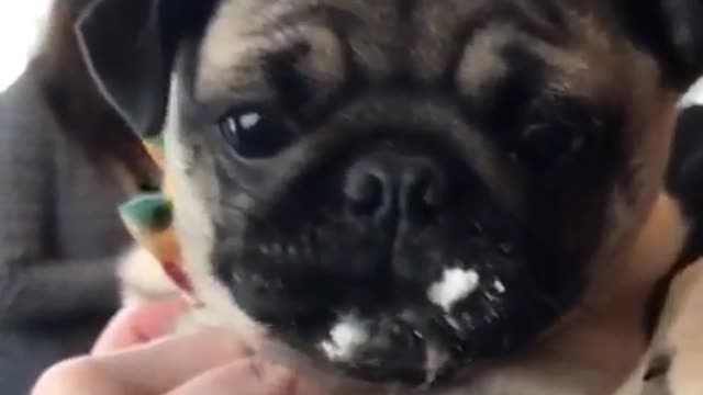 Pug thoroughly enjoys "pugaccino" beverage treat