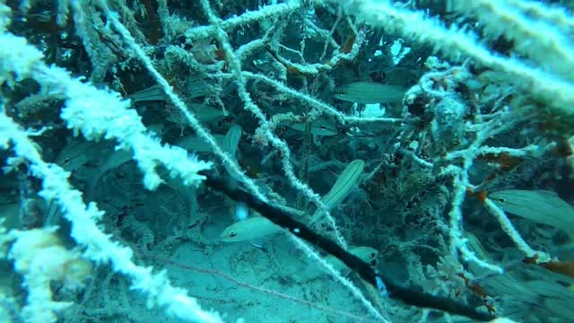 Diving The Cut in Bermuda