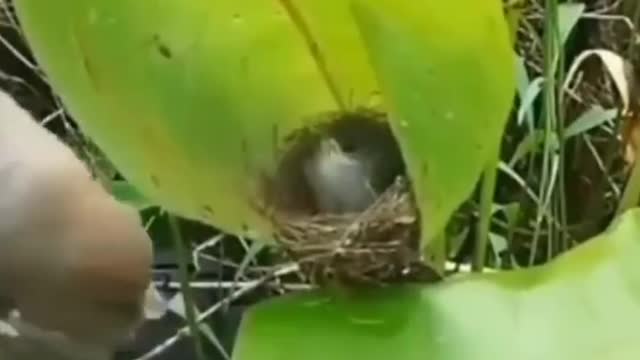 Tailorbird