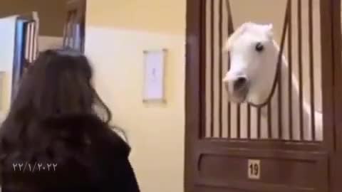 Watch this cute horse