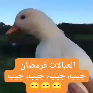 Wak wak 😂😂😂😂😇😇