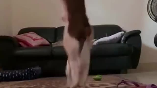 Funny Animal Videos 2022 😂 - Funniest Dogs And Cats Videos 😺 🐱🐶