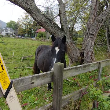Horse wanted to be pet! WalkinAndTalkinAcrossAmerica!