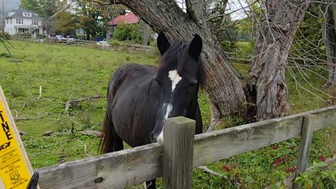 Horse wanted to be pet! WalkinAndTalkinAcrossAmerica!