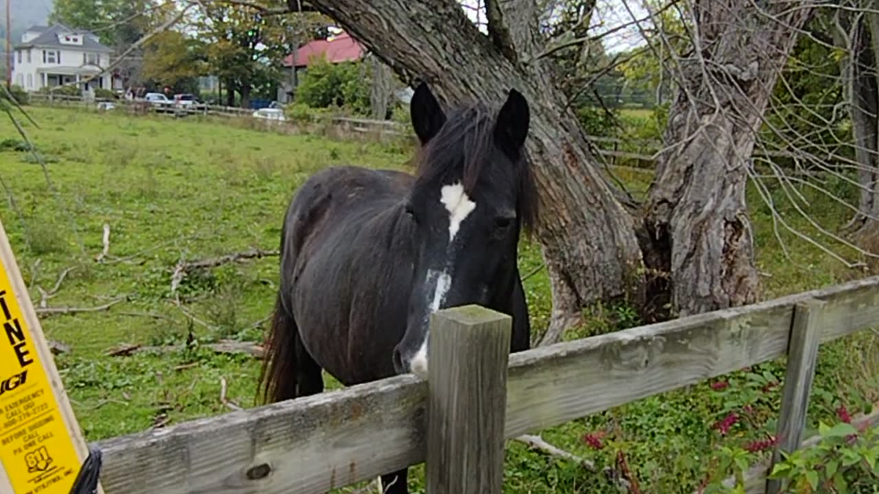 Horse wanted to be pet! WalkinAndTalkinAcrossAmerica!