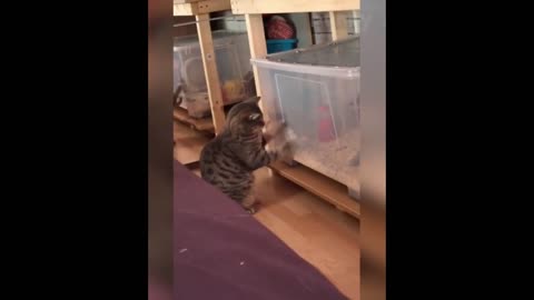 Cat jumping to the door and fails