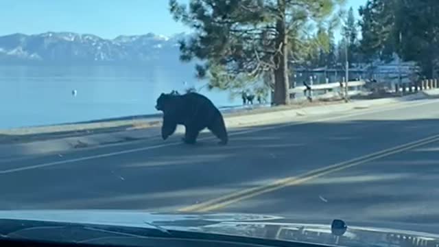 Black Bear Heads for the Lake