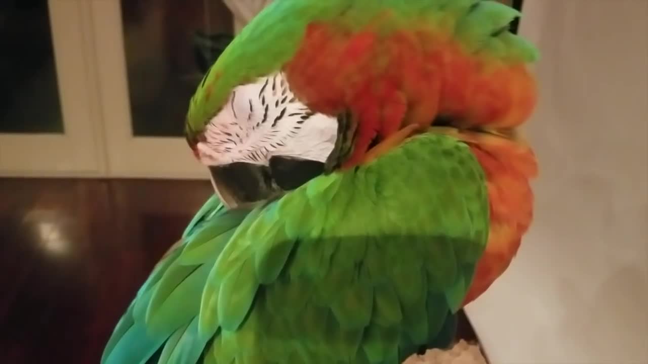 tiger an african grey parrot says hello