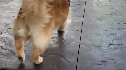 Take the golden retriever out for a walk today