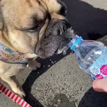 Frenchie stops for a H2O break
