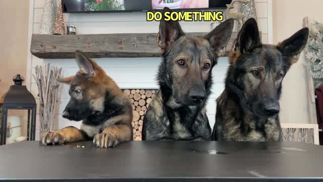 German Shepherds' Food Review