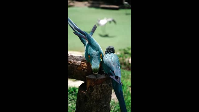 smart and funny bird