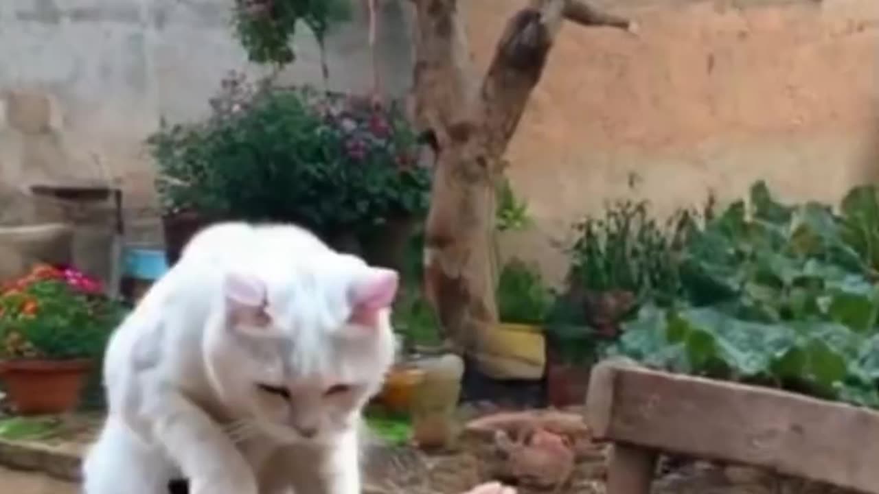 Cats cooking|funny moments Pet's|funny cat's rural life